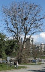 'click' to view Vanier Park's Eagles at home.